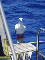 Said avian visitor hanging out on the anchor