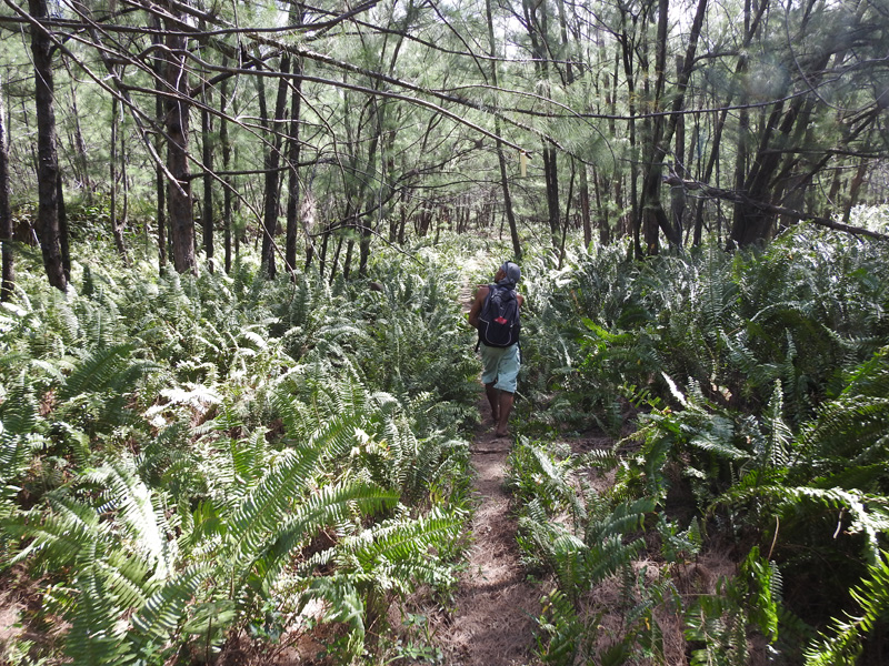 Trail through the ferns