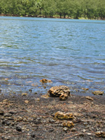 Sulfur-loving algae cover the rock where the hot springs enter the lake