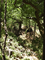 A nunu tree adjacent to the trail