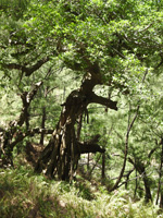 A nunu tree adjacent to the trail