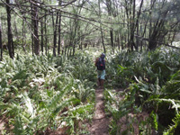 Trail through the ferns