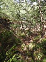 Crevasse adjacent to the trail