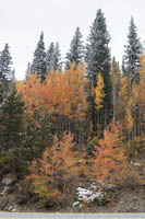 Fall colors along Loveland Pass Road