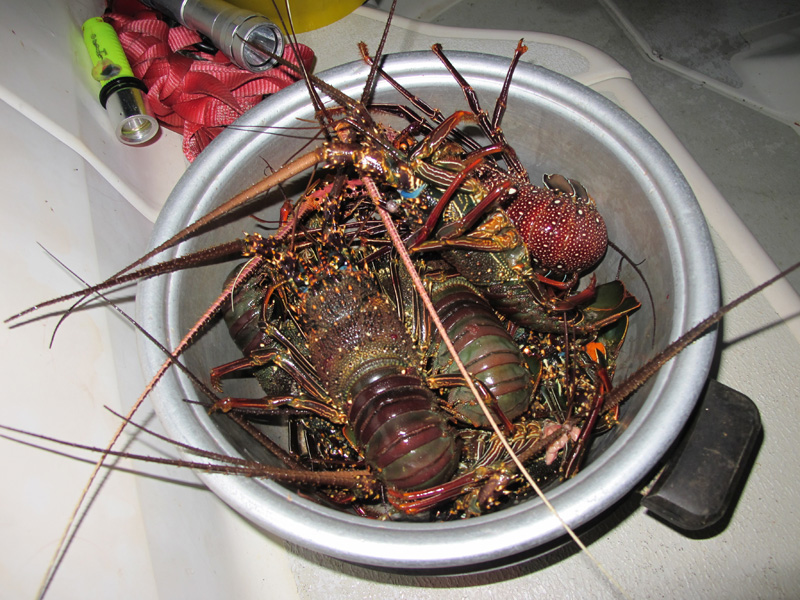 Lobsters in the pot