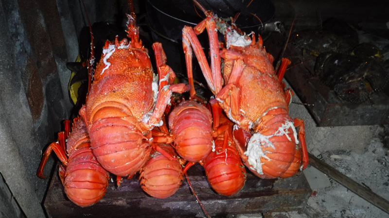 Lobsters ready to eat