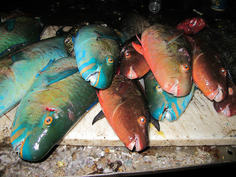 Lots of Parrotfish