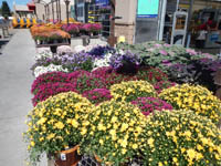 Flowers and plants at Home Depot, Twin Falls Idaho. One of Moon's favorite places