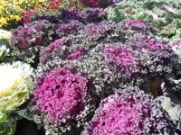 Flowers and plants at Home Depot, Twin Falls Idaho. One of Moon's favorite places