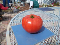 The giant tomato from the Twin Falls farmer's market
