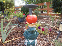 The giant tomato makes the rounds of Mom's garden, courtesy of Moon